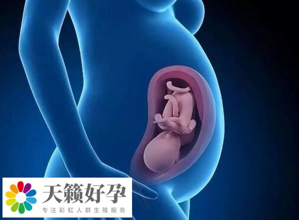 第三天的試管胚胎幾細胞最好