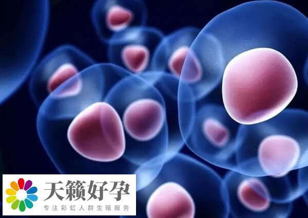 胚胎移植后為什么不能臥床不起