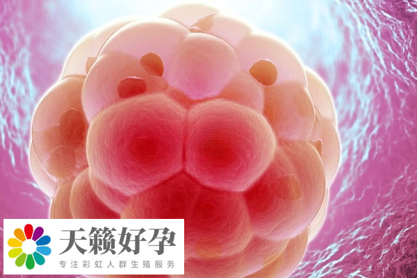 amh移植胚胎會不會著床