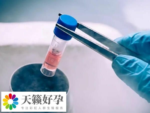 凍胚移植需要降調