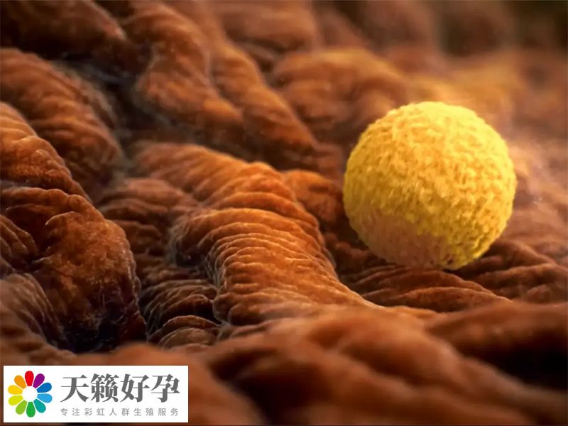 促排5天兩側卵巢多個卵泡成熟后會出現同時排卵的情況嗎？