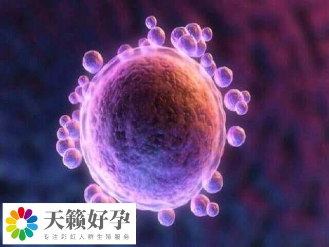 試管移植前的囊胚4bb有一個(gè)減號(hào)代表什么意思？