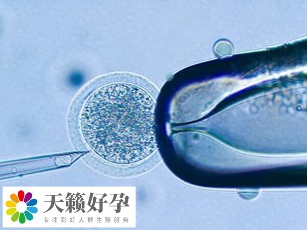 在試管促排中卵泡大小為27*21說(shuō)明卵子質(zhì)量好嗎？