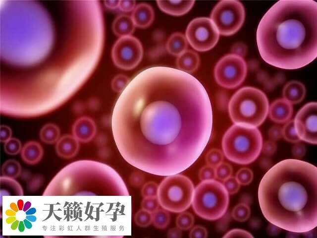 拉拉之間用卵子和卵子可以做三代試管嬰兒懷孩子嗎？