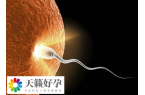 實施供精助孕要不要查輸卵管造影
